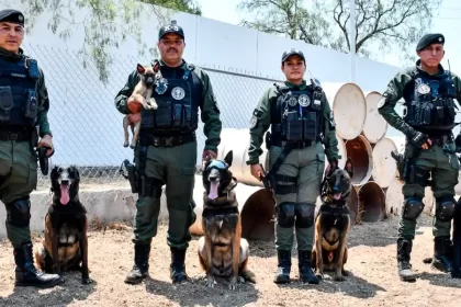 Dan la bienvenida a nuevos integrantes caninos del Grupo K9. Foto: JLMNoticias / SSP Municipal.