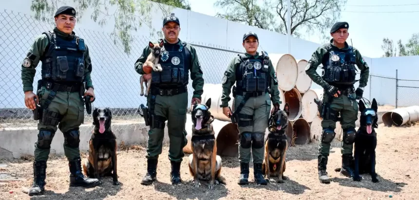 Dan la bienvenida a nuevos integrantes caninos del Grupo K9. Foto: JLMNoticias / SSP Municipal.