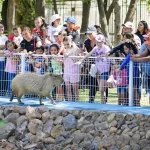 Se reitera la invitación para que este miércoles 30 de abril conozcan a la pareja de capibaras y den un paseo en el tradicional trenecito