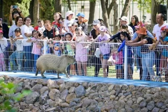 Se reitera la invitación para que este miércoles 30 de abril conozcan a la pareja de capibaras y den un paseo en el tradicional trenecito