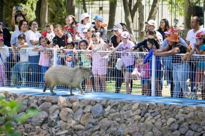 Se reitera la invitación para que este miércoles 30 de abril conozcan a la pareja de capibaras y den un paseo en el tradicional trenecito