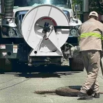 En coordinación con Protección Civil, se intensifican acciones de desazolve de caimanes, bocas de tormenta y cauces de arroyos, para evitar inundaciones y encharcamientos