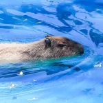 El Parque Hidalgo, en el Barrio de la Purísima, es un oasis familiar con juegos infantiles y animales como capibaras, aves exóticas y hasta una dromedaria; abre de martes a domingo de 9 a 18 h.