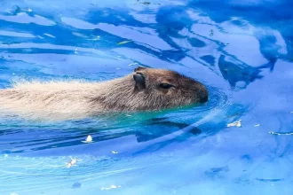 El Parque Hidalgo, en el Barrio de la Purísima, es un oasis familiar con juegos infantiles y animales como capibaras, aves exóticas y hasta una dromedaria; abre de martes a domingo de 9 a 18 h.