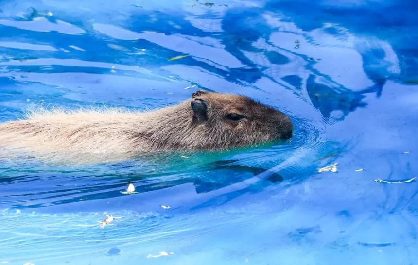 El Parque Hidalgo, en el Barrio de la Purísima, es un oasis familiar con juegos infantiles y animales como capibaras, aves exóticas y hasta una dromedaria; abre de martes a domingo de 9 a 18 h.