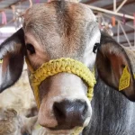 Aguascalientes abre convocatoria para mejorar el ganado con biotecnología; inscripciones hasta el 30 de mayo en Sedrae.