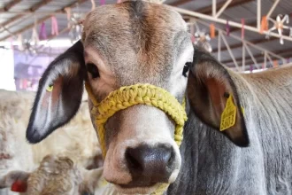 Aguascalientes abre convocatoria para mejorar el ganado con biotecnología; inscripciones hasta el 30 de mayo en Sedrae.