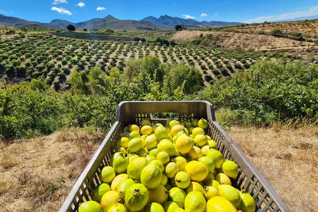 WhatsApp Image 2025 05 06 at 12.38.31 PM