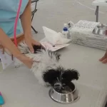 Clínica Veterinaria Móvil