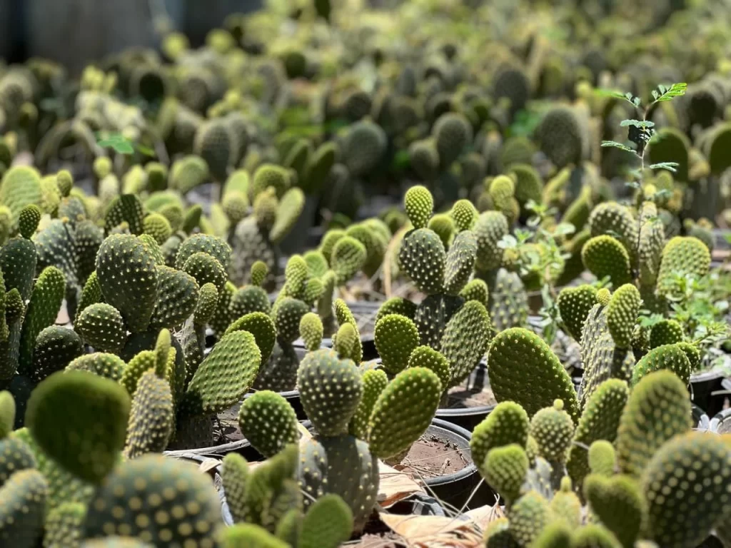 Durante todo el ano se entregan plantas y arboles en los municipios del interior del estado