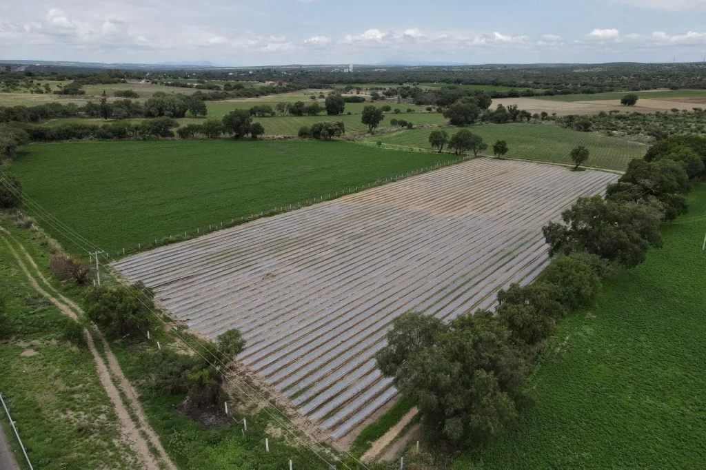 En la superficie de temporal se cultiva maiz avena frijol maguey y nopal