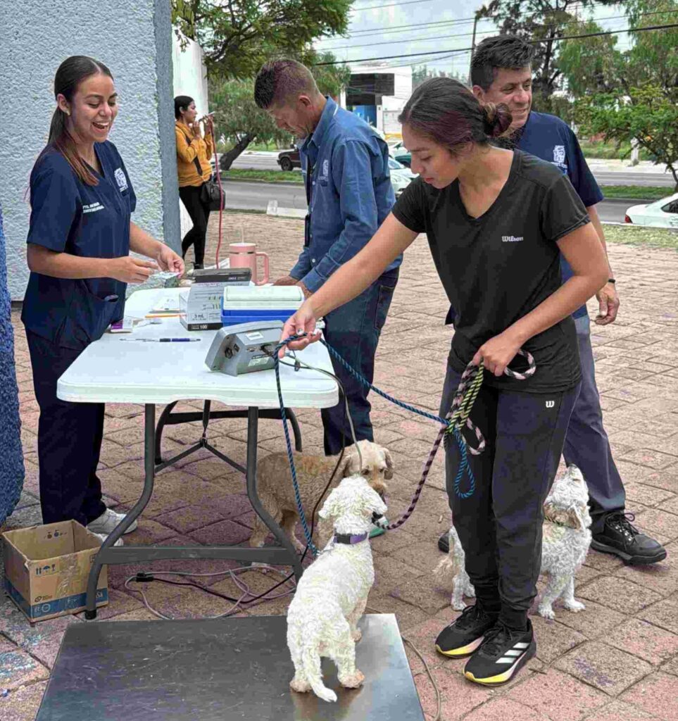 Se estarán ofreciendo 25 lugares por fecha para la esterilización gratuita de felinos y caninos