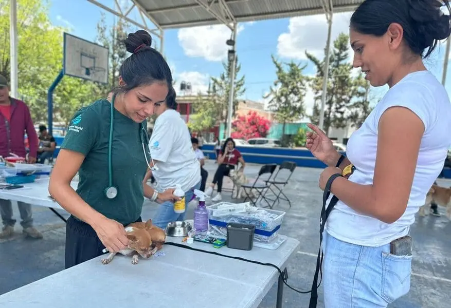 Se brindará atención veterinaria para mascotas de las Comunidades Santa María de Gallardo y Jaltomate