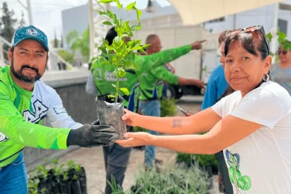 Todos los martes la SSMAA entrega de manera gratuita plantas y árboles para el cuidado del medio ambiente en Aguascalientes
