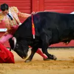Bruno Aloi comenzó su faena en Tudela, cerca de Pamplona, donde esta tarde hizo su debut. Foto: JLMNoticias / Antonio Catalán.