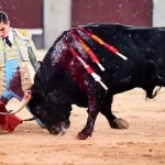 El novillero mexicano Bruno Aloi fue ovacionado dos veces mientras el público lo hizo salir al tercio esta noche en Las Ventas de Madrid. Foto: JLMNoticias / Especial / Memo Leal.