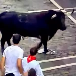 “Caminante” se quedó solo a medio recorrido y protagonizó peligrosos momentos al embestir en sentido contrario a los corredores. Foto: JLMNoticias / PTPamplona.