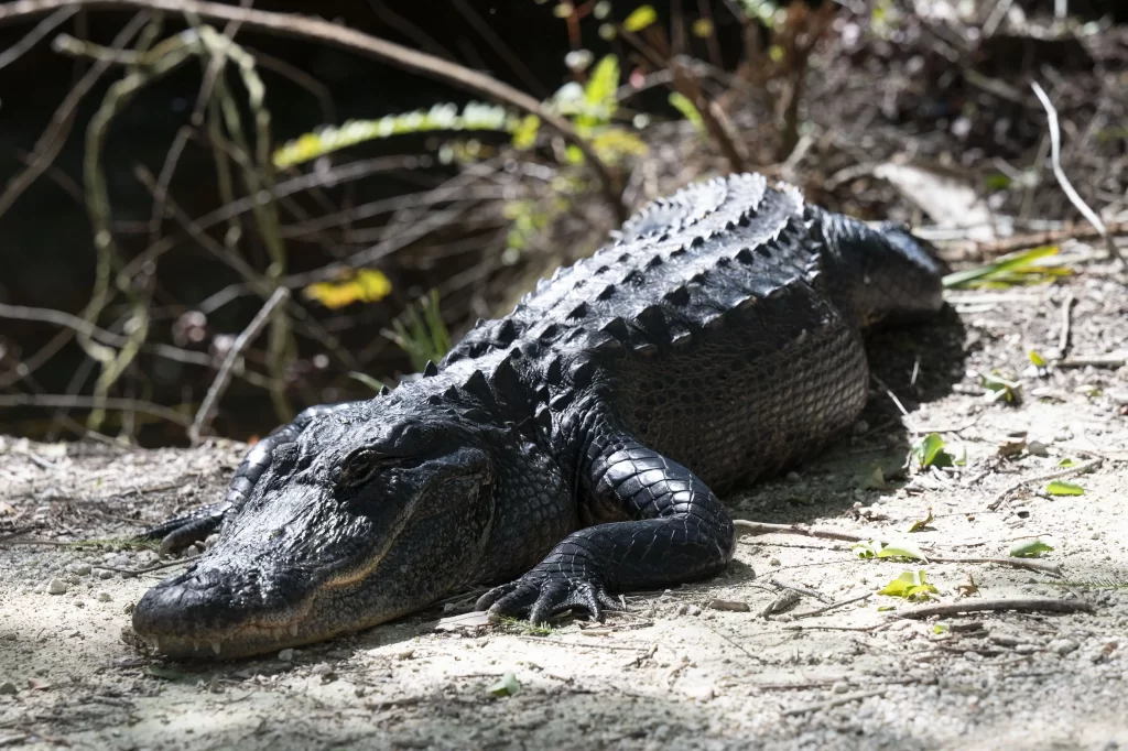El lugar ubicado en un manglar de Florida recibe el nombre de Alligator por estar rodeado de caimanes