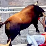 Milagrosamente, se salvó este corredor que fue arrastrado más de diez metros por este castaño que, pese a todo, mostró nobleza al no buscar herir al mozo. Foto: JLMNoticias / PTPamplona.