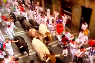 Muy hermanda fue la manada compuesta por seis toros bravos y cinco animales mansos. Foto: JLMNoticias / PTPamplona.