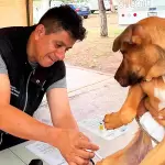 Servicios veterinarios gratuitos