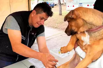 Servicios veterinarios gratuitos