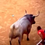 Este toro se fue contra los corredores que se colocan en la barrera de la plaza de toros. Foto: PTPamplona.