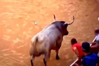 Este toro se fue contra los corredores que se colocan en la barrera de la plaza de toros. Foto: PTPamplona.