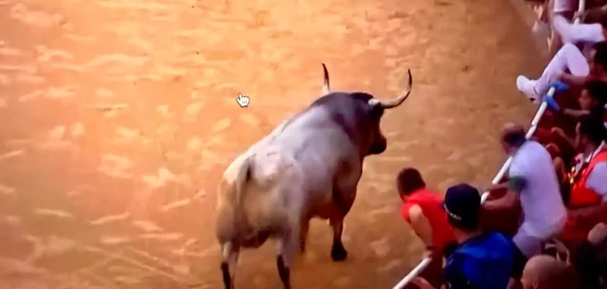Este toro se fue contra los corredores que se colocan en la barrera de la plaza de toros. Foto: PTPamplona.