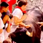 Antes de llegar al ruedo, este toro de La Palmosilla fue atropellando a los corredores en el vallado de manera muy peligrosa. Foto: JLMNoticias / PTPamplona.