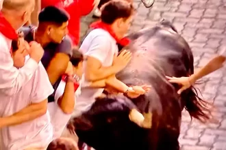 Antes de llegar al ruedo, este toro de La Palmosilla fue atropellando a los corredores en el vallado de manera muy peligrosa. Foto: JLMNoticias / PTPamplona.