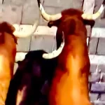 Compacta y bien armada casi siempre fue la manada de Victoriano del Río que se corrió hace unos minutos en Pamplona. Foto: JLMNoticias / PTPamplona.