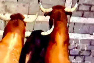 Compacta y bien armada casi siempre fue la manada de Victoriano del Río que se corrió hace unos minutos en Pamplona. Foto: JLMNoticias / PTPamplona.