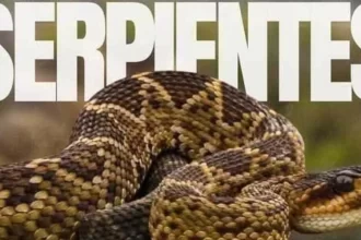 El 5 y 6 de julio se celebra en Aguascalientes el 4.º Festival Mexicano de las Serpientes, con talleres, conferencias y entrada gratuita para toda la familia.