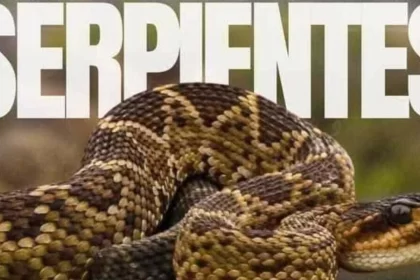 El 5 y 6 de julio se celebra en Aguascalientes el 4.º Festival Mexicano de las Serpientes, con talleres, conferencias y entrada gratuita para toda la familia.