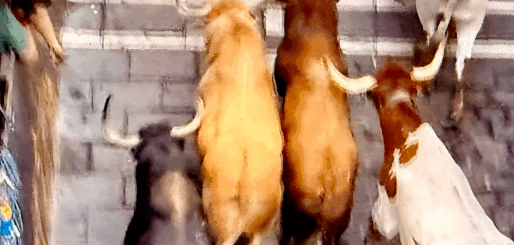 Así, hermanados los seis toros de Jandilla, con los cabestros hicieron casi medio recorrido.