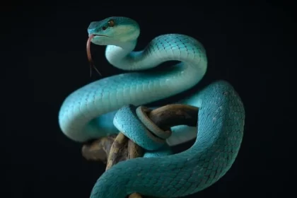 El 4.º Festival Mexicano de las Serpientes se celebrará en Aguascalientes el 5 y 6 de julio con entrada gratuita y actividades para toda la familia.