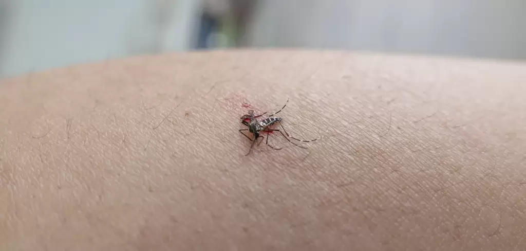 Aguascalientes Dengue
