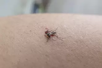 Aguascalientes Dengue