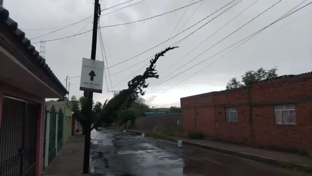 En diferentes puntos de la ciudad hubo caidas de arboles