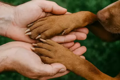 Feria de adopciones Aguascalientes