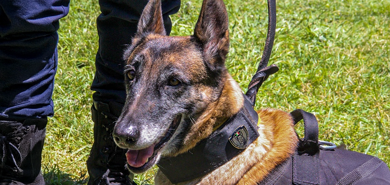 K9 Aguascalientes