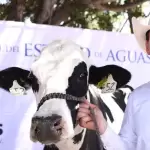 AliLeche ofrece leche local nutritiva a 15 pesos, beneficiando a más de 79 mil familias y fortaleciendo la economía de productores en Aguascalientes.