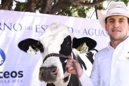 AliLeche ofrece leche local nutritiva a 15 pesos, beneficiando a más de 79 mil familias y fortaleciendo la economía de productores en Aguascalientes.