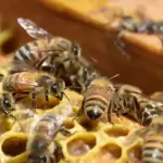 Del 8 al 10 de agosto, Aguascalientes será sede del Primer Encuentro Apícola Nacional, con especialistas y cursos para fortalecer el sector.