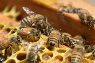 Del 8 al 10 de agosto, Aguascalientes será sede del Primer Encuentro Apícola Nacional, con especialistas y cursos para fortalecer el sector.