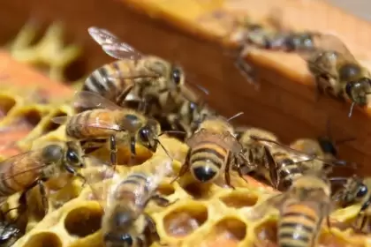 Del 8 al 10 de agosto, Aguascalientes será sede del Primer Encuentro Apícola Nacional, con especialistas y cursos para fortalecer el sector.