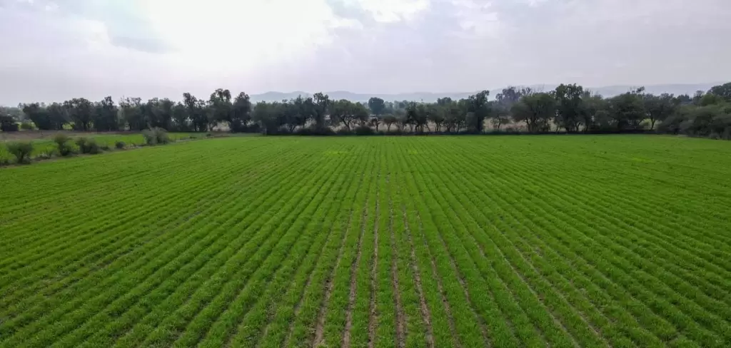 Sedrae abre convocatoria para que productores de Aguascalientes adquieran semilla de avena certificada con apoyo estatal y alto valor nutricional.