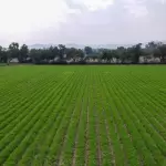 Sedrae abre convocatoria para que productores de Aguascalientes adquieran semilla de avena certificada con apoyo estatal y alto valor nutricional.