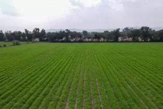 Sedrae abre convocatoria para que productores de Aguascalientes adquieran semilla de avena certificada con apoyo estatal y alto valor nutricional.